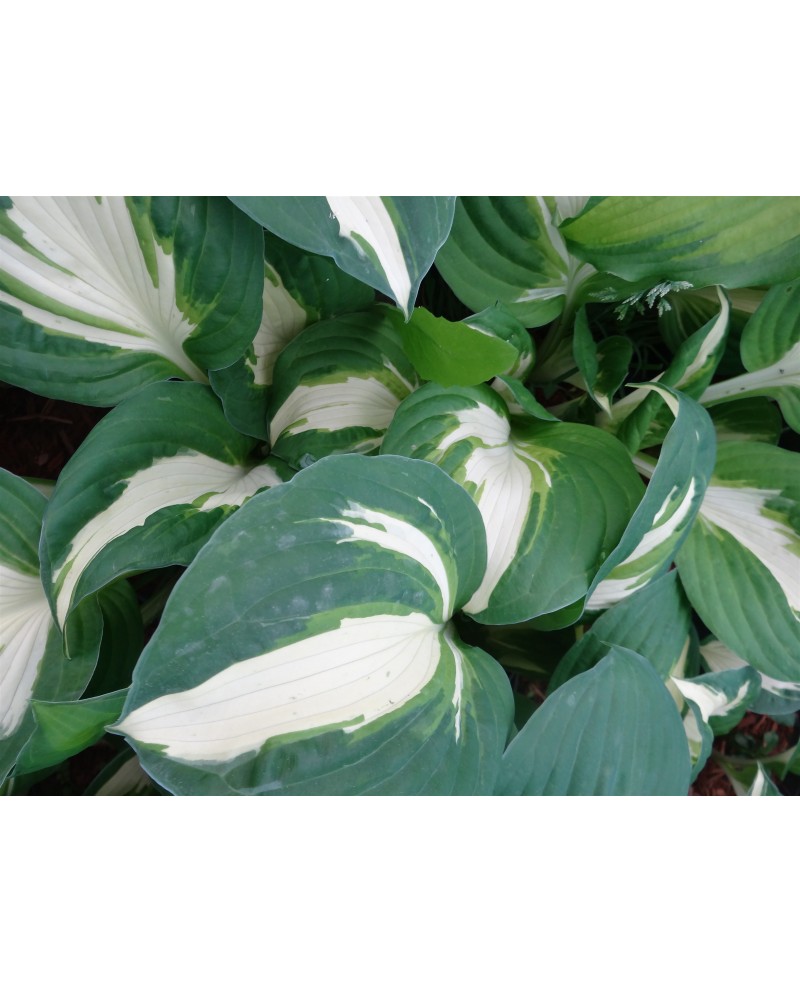 Hosta 'Vulcan - Funkia