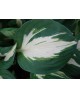 Hosta 'Vulcan - Funkia