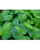 Hosta 'Enchiladas' - Funkia