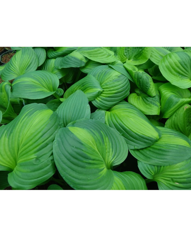 Hosta 'Enchiladas' - Funkia