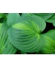 Hosta 'Enchiladas' - Funkia