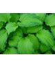Hosta 'Emerald Ruff Cut' - Funkia