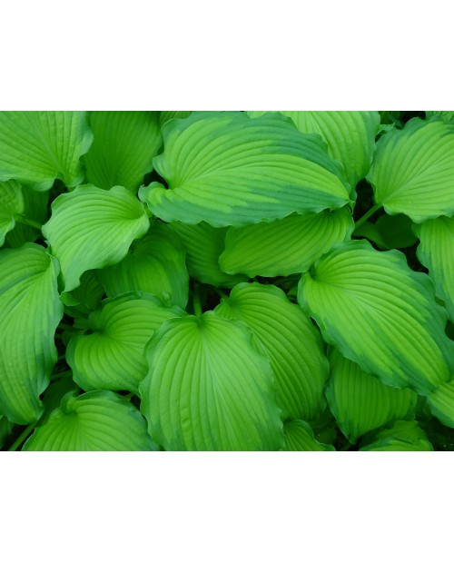 Hosta 'Emerald Ruff Cut' - Funkia