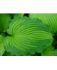 Hosta 'Emerald Ruff Cut' - Funkia