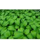 Hosta 'Emerald Ruff Cut' - Funkia