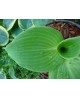 Hosta 'Earth Angel' - Funkia