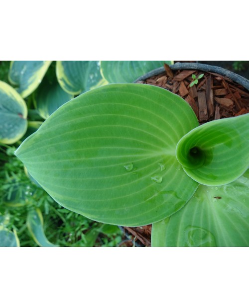 Hosta 'Earth Angel' - Funkia
