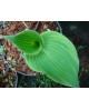 Hosta 'Earth Angel' - Funkia