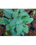 Hosta 'Titanium' - Funkia