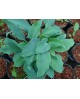 Hosta 'Titanium' - Funkia