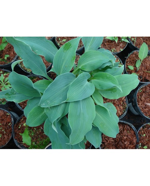 Hosta 'Titanium' - Funkia