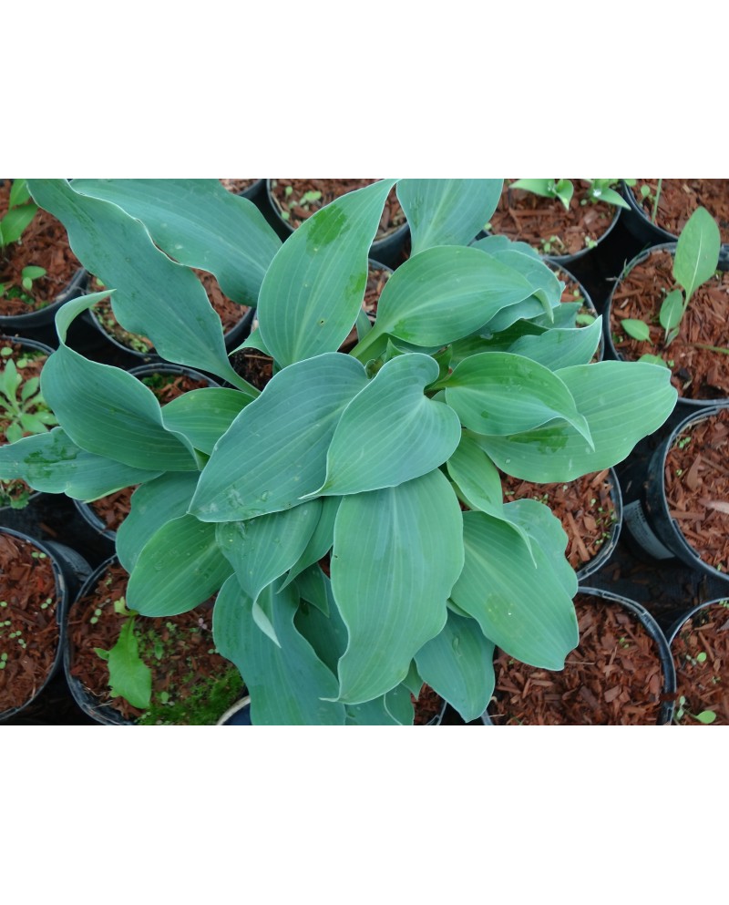 Hosta 'Titanium' - Funkia