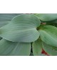 Hosta 'Titanium' - Funkia