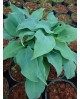 Hosta 'Titanium' - Funkia