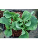 Hosta 'School Mouse' - Funkia