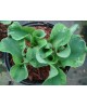Hosta 'School Mouse' - Funkia