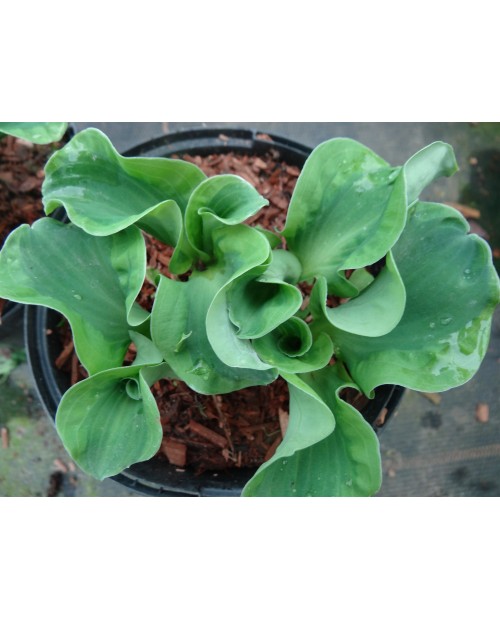 Hosta 'School Mouse' - Funkia