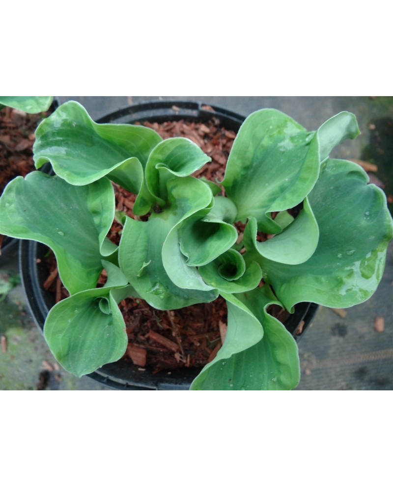 Hosta 'School Mouse' - Funkia