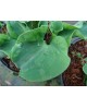Hosta 'School Mouse' - Funkia