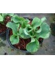 Hosta 'School Mouse' - Funkia