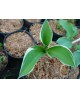 Hosta 'Tom Schmid' - Funkia