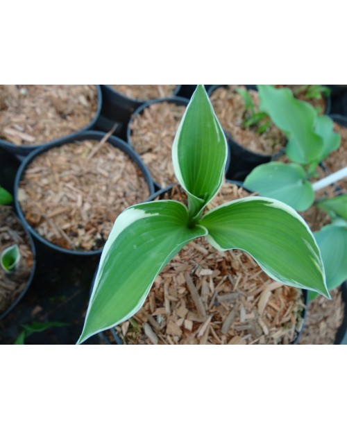 Hosta 'Tom Schmid' - Funkia
