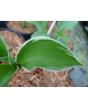 Hosta 'Tom Schmid' - Funkia