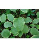 Hosta 'Forest Fire' - Funkia