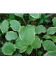 Hosta 'Forest Fire' - Funkia