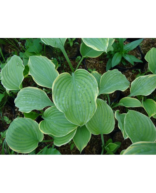 Hosta 'Forest Fire' - Funkia