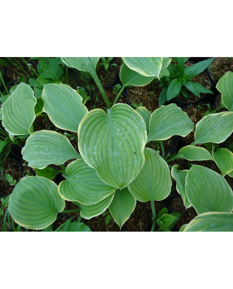 Hosta 'Forest Fire' - Funkia