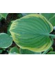 Hosta 'Forest Fire' - Funkia