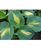 Hosta 'Thunderbolt' - Funkia