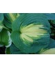 Hosta 'Thunderbolt' - Funkia
