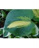 Hosta 'Thunderbolt' - Funkia