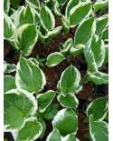 Hosta 'Aristocrat' - Funkia