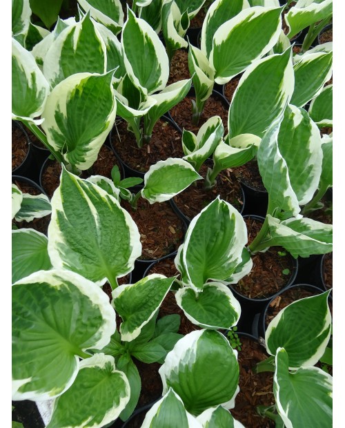 Hosta 'Aristocrat' - Funkia