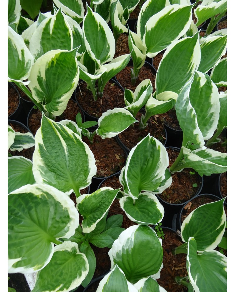 Hosta 'Aristocrat' - Funkia
