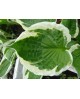 Hosta 'Aristocrat' - Funkia