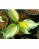 Hosta 'Remember Me' - Funkia