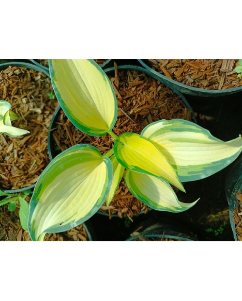 Hosta 'Remember Me' - Funkia