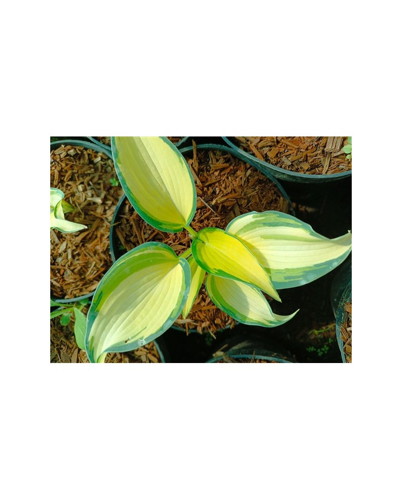 Hosta 'Remember Me' - Funkia
