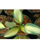 Hosta 'Remember Me' - Funkia