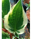 Hosta 'Independence' - Funkia