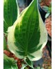 Hosta 'Independence' - Funkia