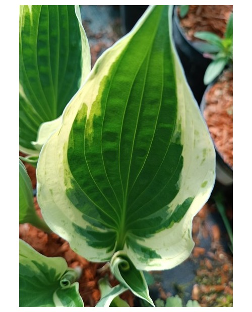 Hosta 'Independence' - Funkia