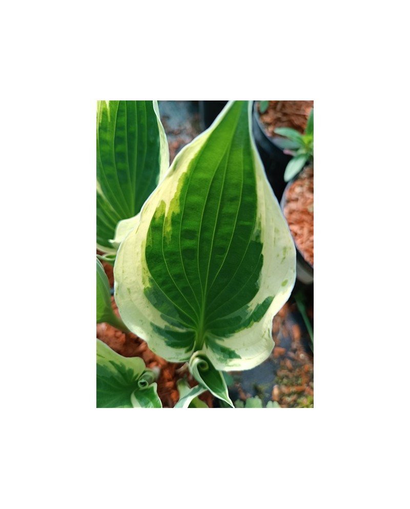 Hosta 'Independence' - Funkia
