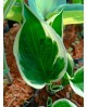 Hosta 'Independence' - Funkia