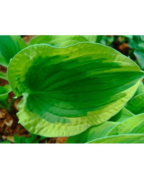 Hosta 'Pilgrim' - Funkia