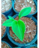 Hosta 'Little Sunspot' - Funkia